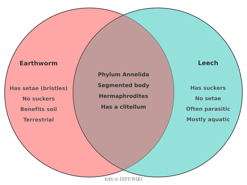 Venn diagram for Differences between Earthworm and Leech