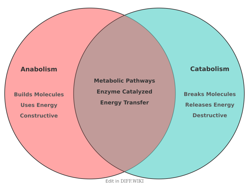 Venn diagram for Differences between Anabolism and Catabolism
