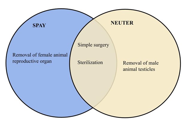 Spay vs neuter.jpg