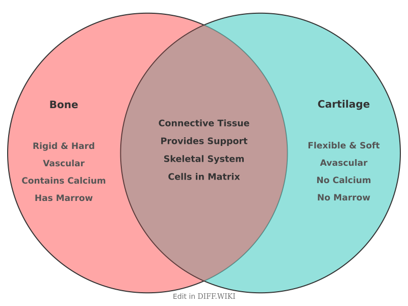 Venn diagram for Differences between Bone and Cartilage