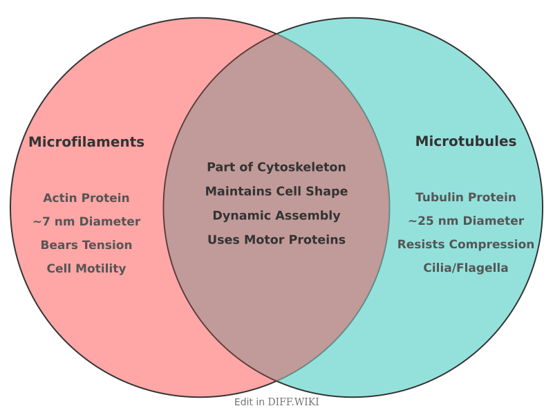 Venn diagram for Differences between Microfilaments and Microtubules
