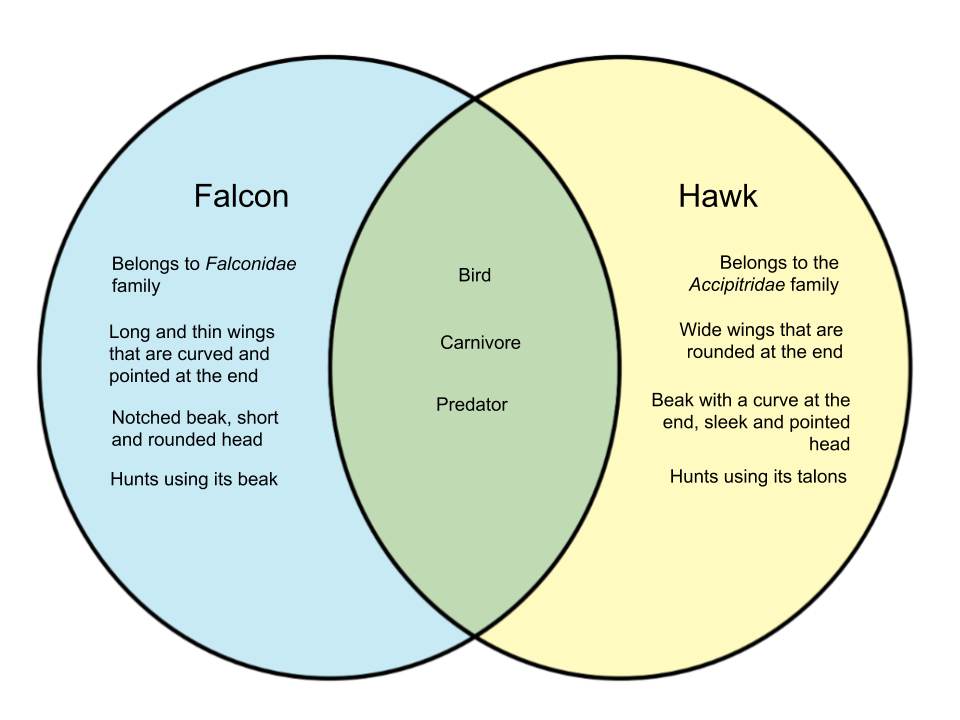 Difference-Between-Falcon-and-Hawk.png