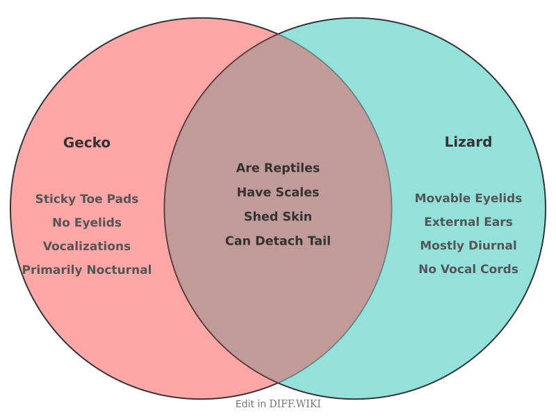 Venn diagram for Differences between Gecko and Lizard