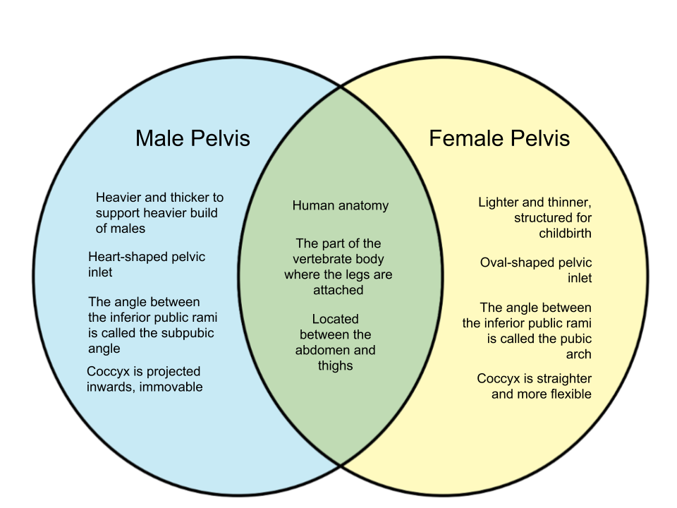 Difference-Between-Male-and-Female-Pelvis.png