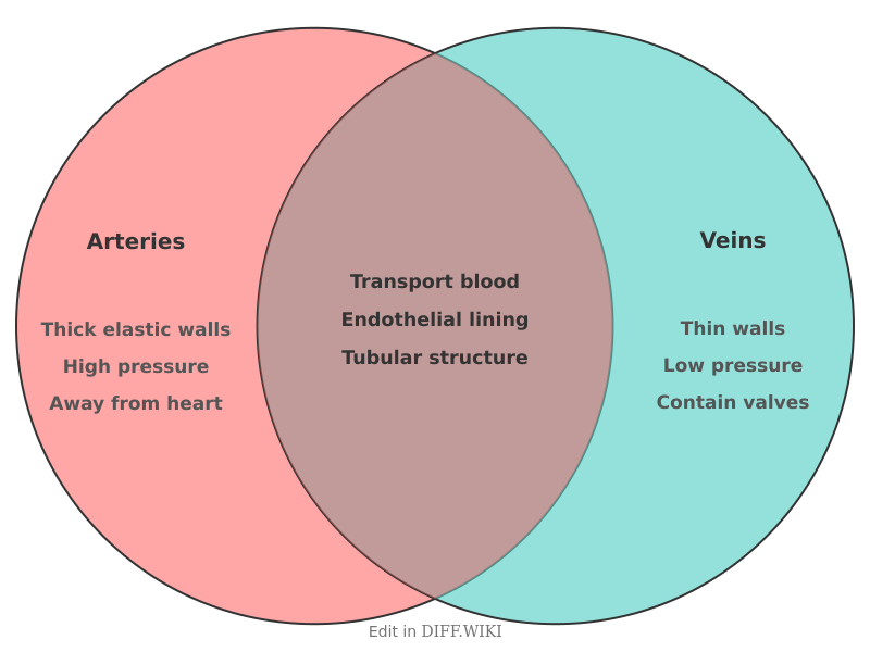 File:Venn diagram Differences between Arteries versus Veins comparison.png