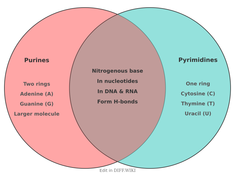 Venn diagram for Differences between Purines and Pyrimidines