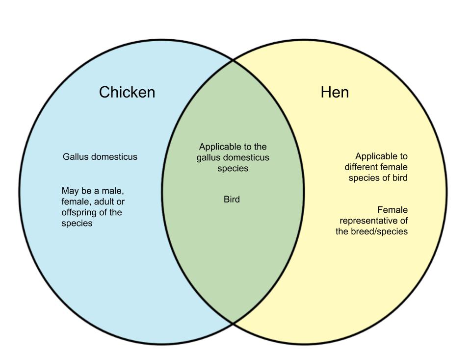 Difference-Between-Chicken-and-Hen.png