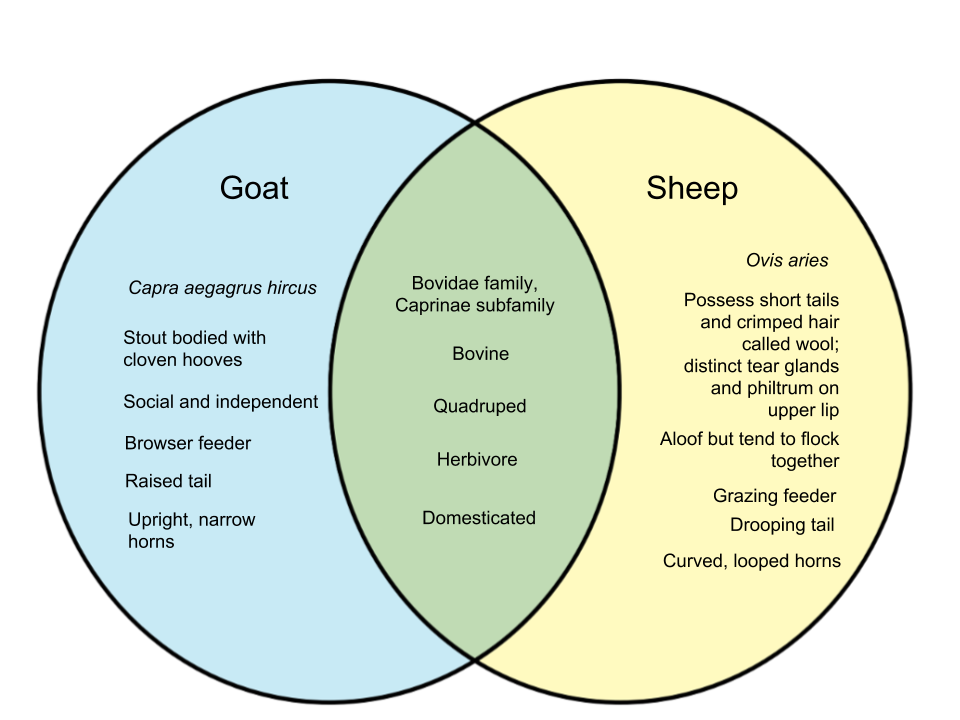 Difference-Between-Goat-and-Lamb.png