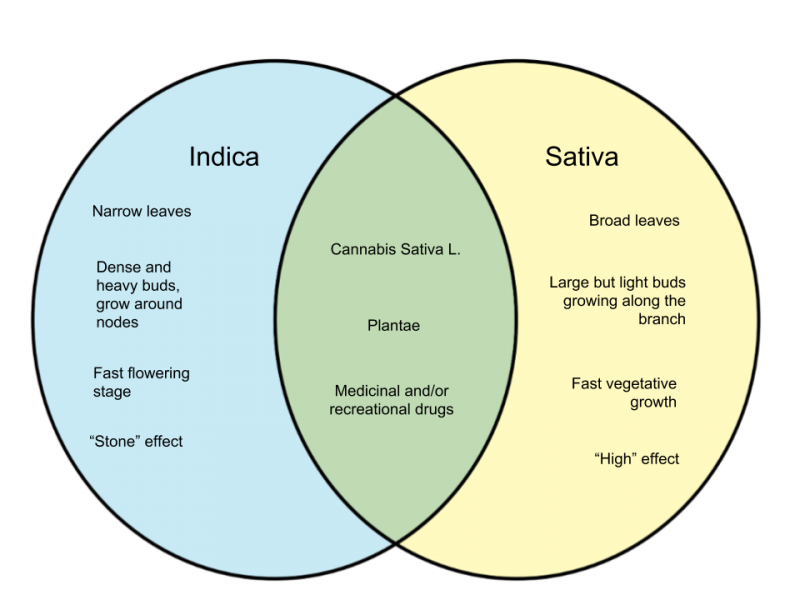 File:Difference-Between-Indica-and-Sativa.png
